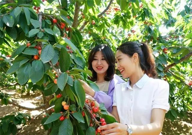1h飙拢,摘果果,爬山洗肺,放假就去这|樱桃_新浪新闻