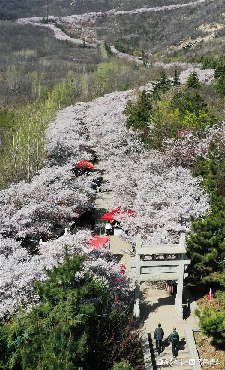 花季正当时邹平十里樱花长廊绽放共赴春之约