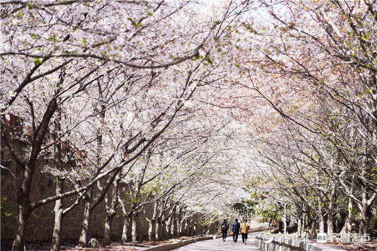 花季正当时邹平十里樱花长廊绽放共赴春之约
