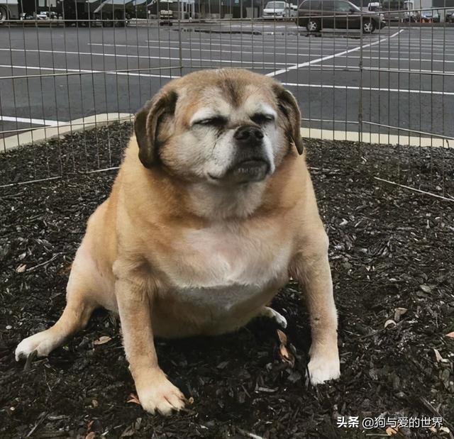 胖狗被医生断言活不到两个月,减肥成功后惊艳了所有人