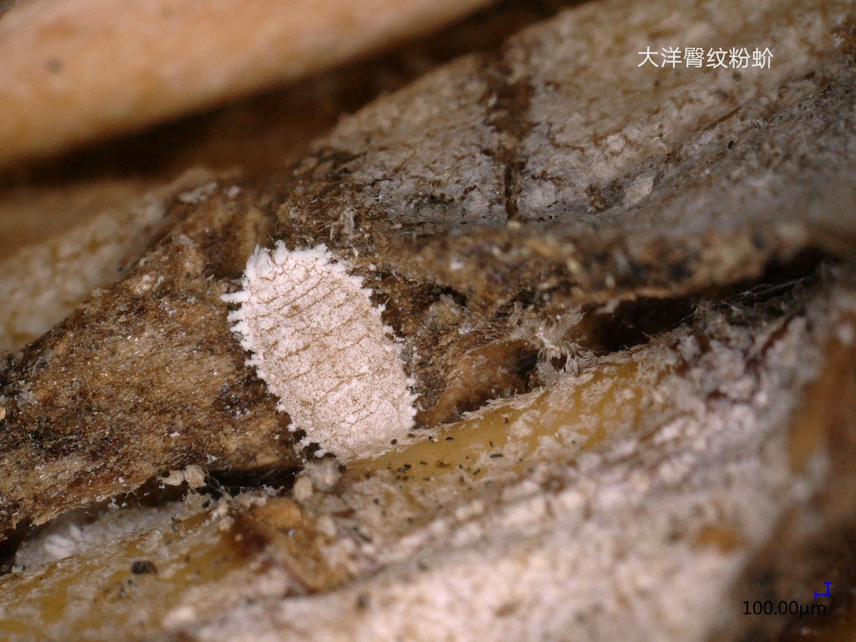 国台办发布台湾菠萝害虫图片