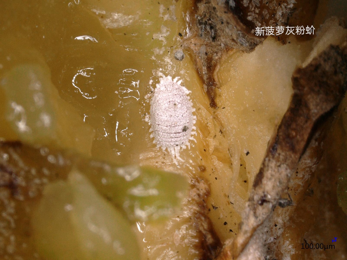 国台办发布台湾菠萝害虫图片