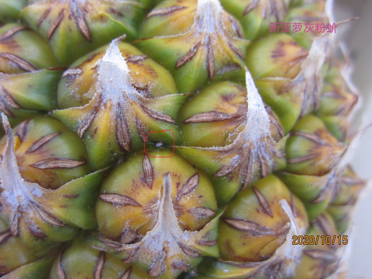 国台办发布台湾菠萝害虫图片