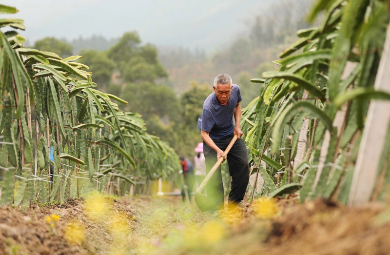 村民正在给火龙果除草施肥.韦荣军摄农民在田间嫁接金桔苗.