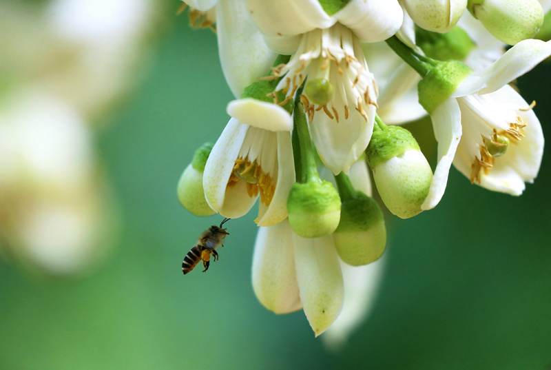 柚花盛开引蜂来.横县融媒体中心供图