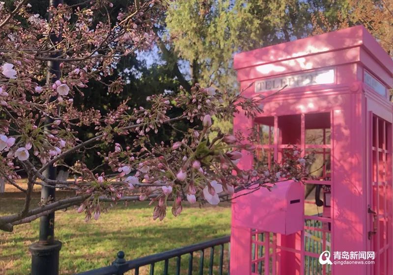 首届青岛樱花节明天开幕!