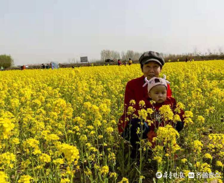 济南吴家堡的油菜花开了宛如金色海洋