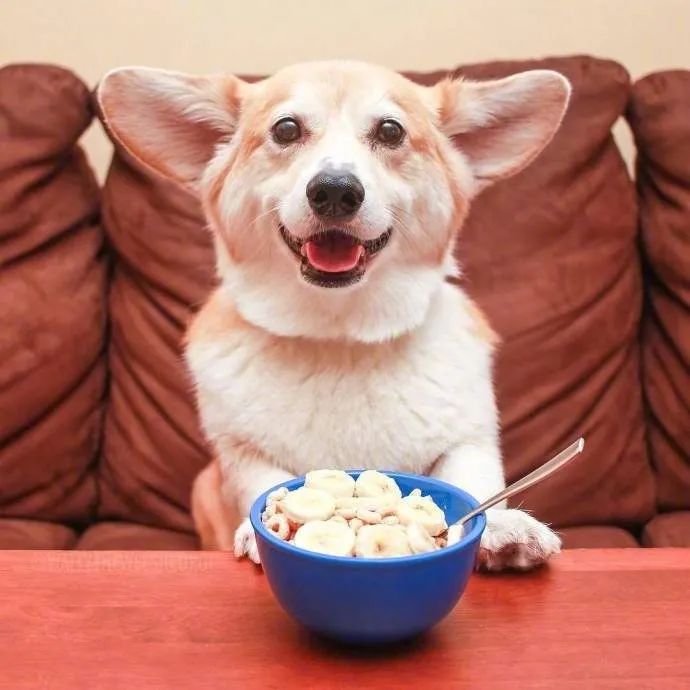 很有镜头感的干饭短腿狗子看着它我都快乐了