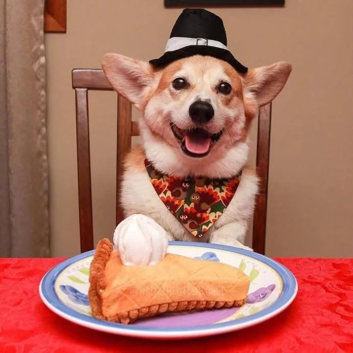 很有镜头感的干饭短腿狗子看着它我都快乐了