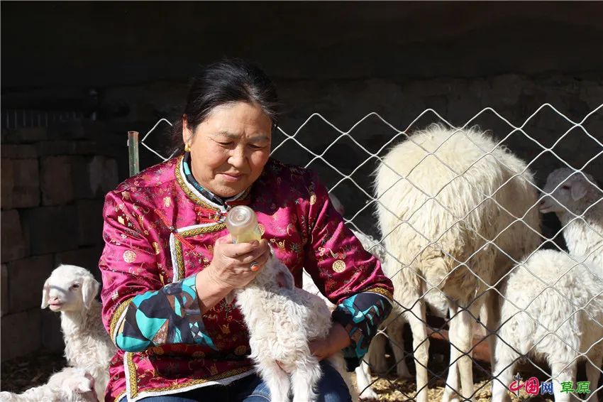 棚圈里,一只只小羊羔活蹦乱跳,肥壮而可爱.