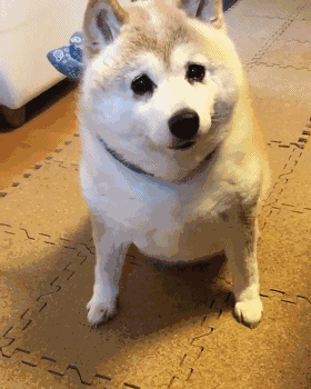 柴犬胖得卡在了门口进不来,于是就卖萌……结果还真有用!