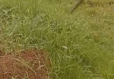 △木棍插入巢穴后，红火蚁立刻爬上木棍“发起攻击”。