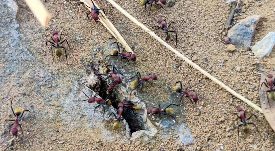 被它咬一口可致命!|红火蚁|蚁巢|蚁后_新浪新闻