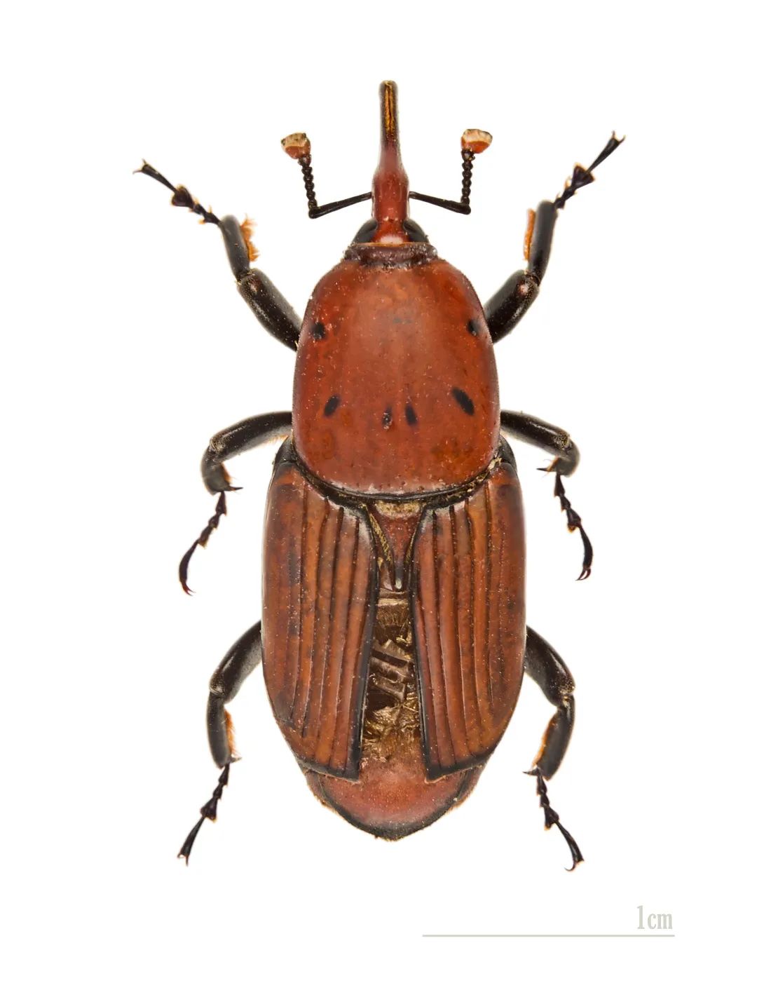 锈色棕榈象(rhyncophorus ferrugineus(olivier)形态上和竹象很相似