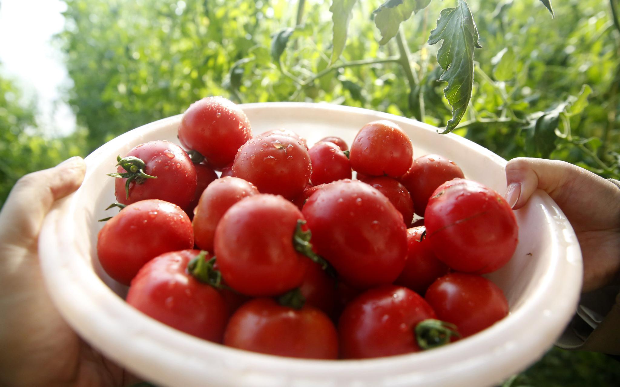 平谷杨各庄村头茬老味道西红柿成熟上市