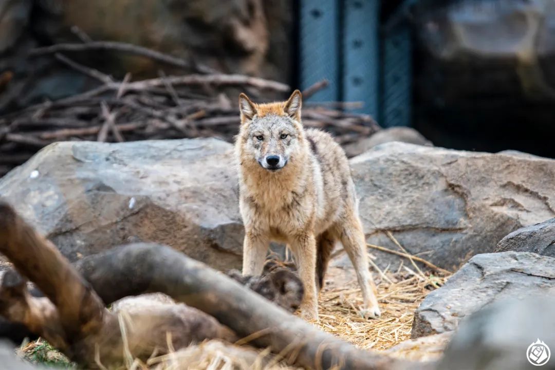 中国最好看的熊虎狼,就在南京红山