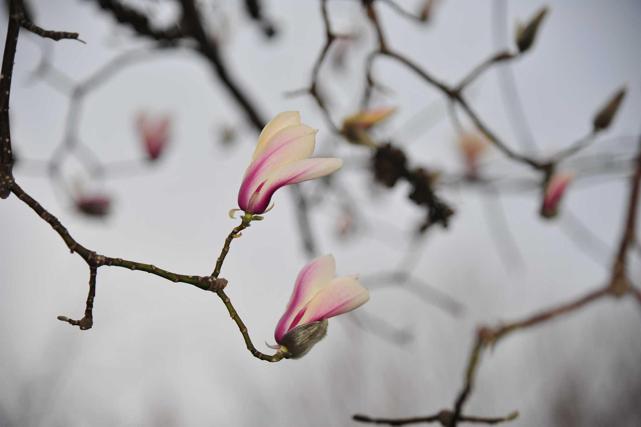 二月邂逅一场白玉兰的花季