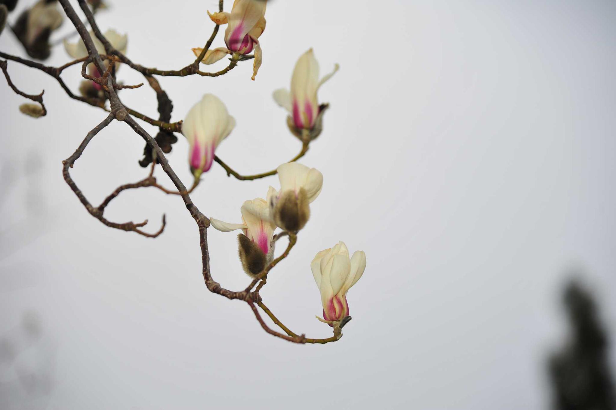 二月邂逅一场白玉兰的花季