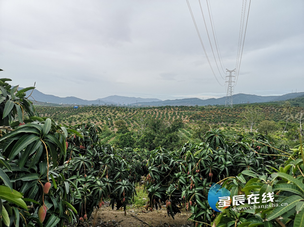 (图说:作为三亚第一大热带水果产业,各类芒果种植面积超过40万亩)