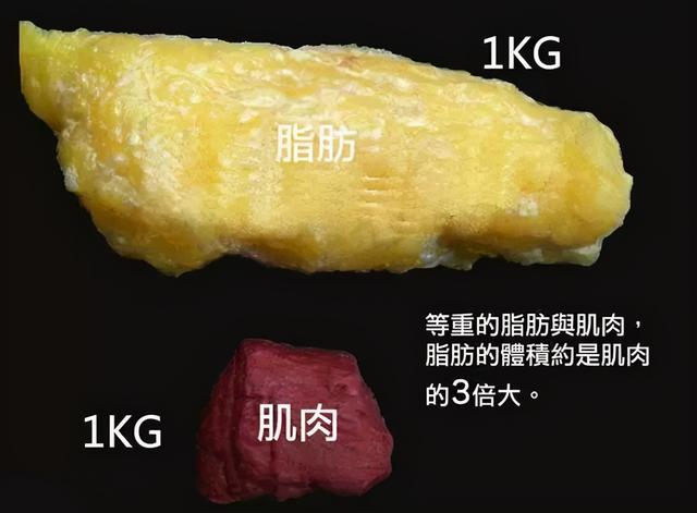 二者都是体重的组成部分,但是脂肪是储能物质,体积比较大,过量的脂肪
