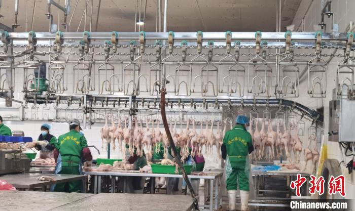 在福山腾飞牧业的自动化家禽生产线上，成品肉鸡正包装入库。姜辉 摄