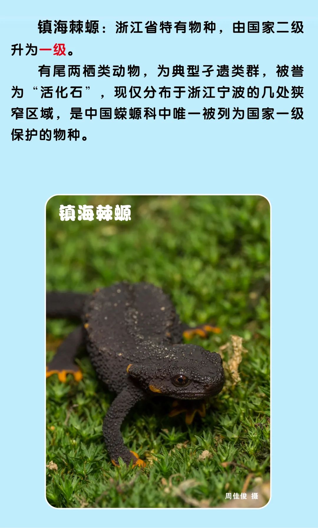 浙江新增一批国家一级二级保护动物,你能叫出它们的名字吗?