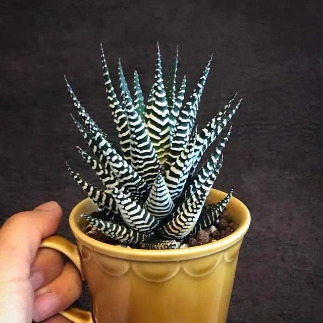 家里养几盆条纹蛇尾兰十天不浇水也死不了非常适合新手