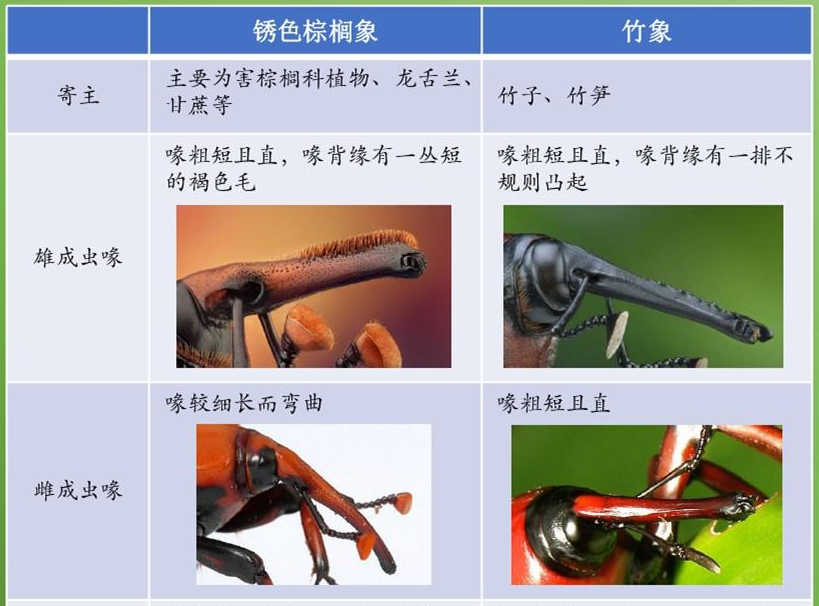 千万只高危入侵害虫被养殖,危险的是虫还是人?