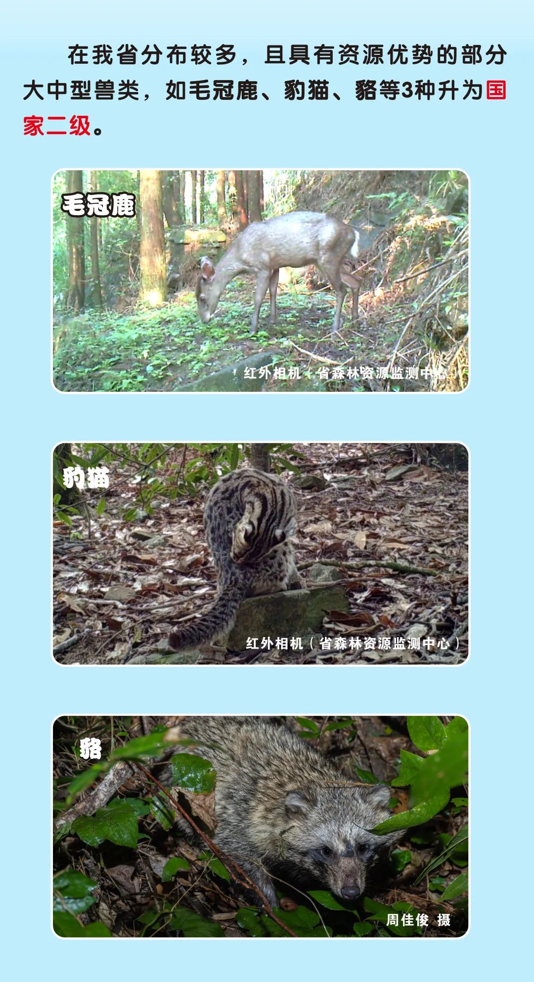 浙江新增一批国家一级二级保护动物,你能叫出它们的名字吗?