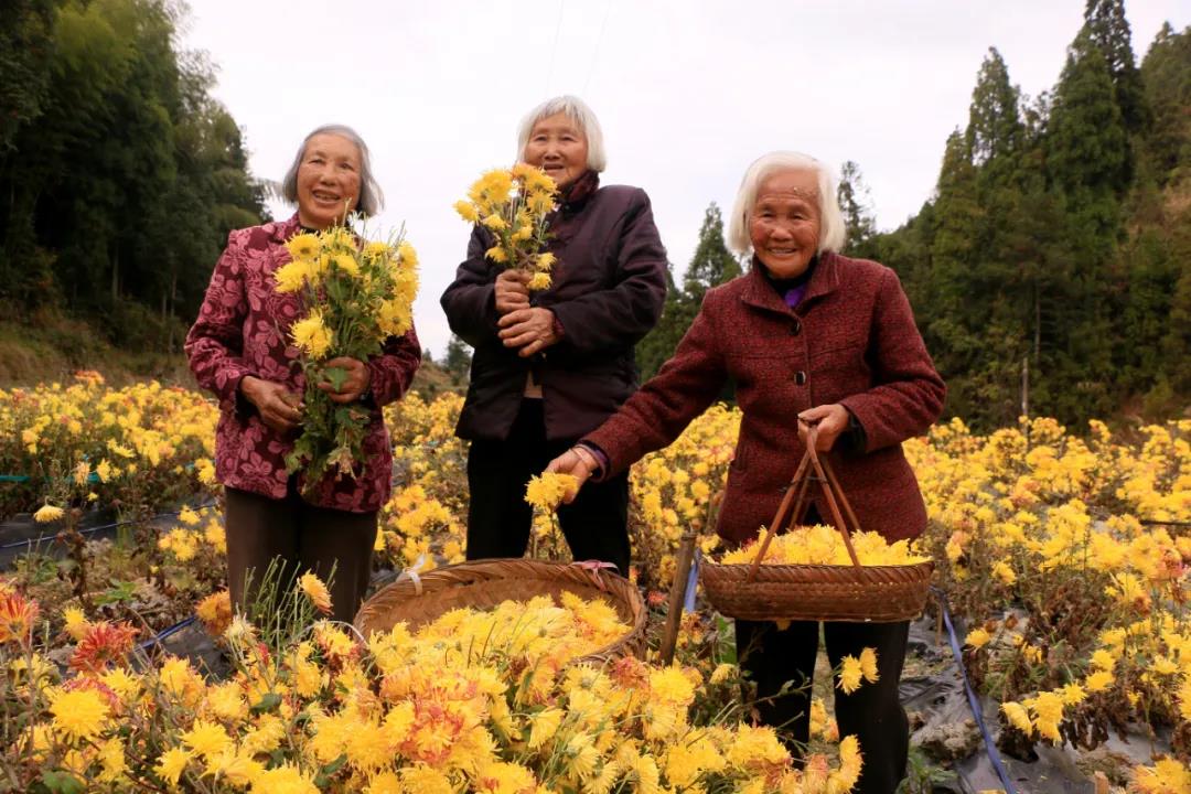 寿宁人口多少_寿宁县连续三年入选“中国茶业百强县＂(2)