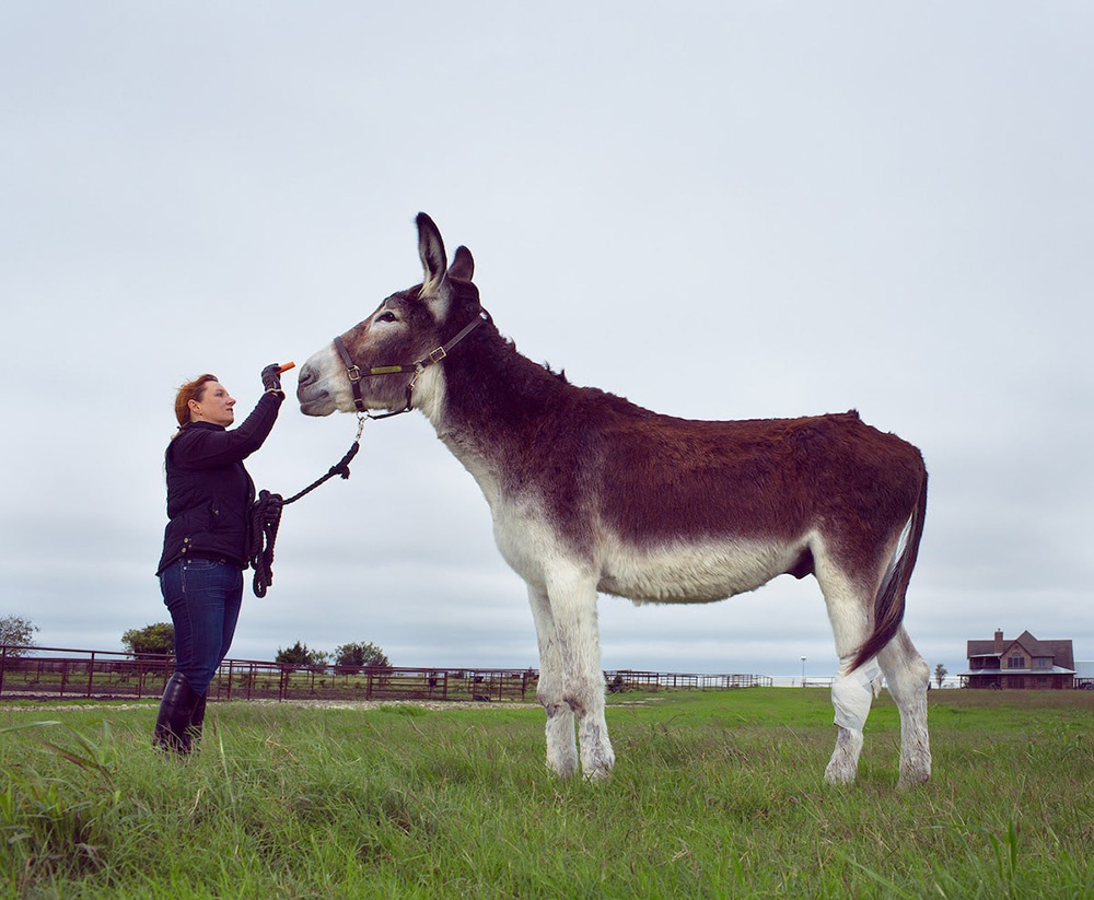 Romulus：最高的驴世界纪录保持者，德州瓦克西哈奇。