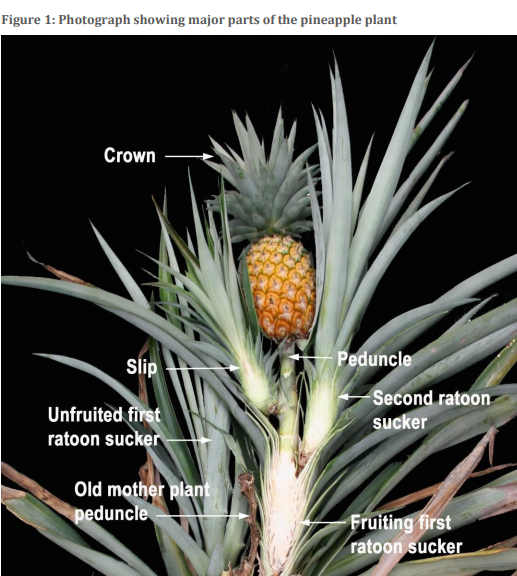 澳进口菠萝必须去绿色部分冠芽（crown），图自澳政府有关报告