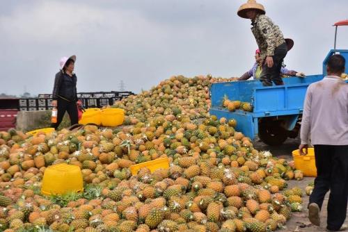 广东徐闻菠萝收购价、销量创新高 官方回应原因