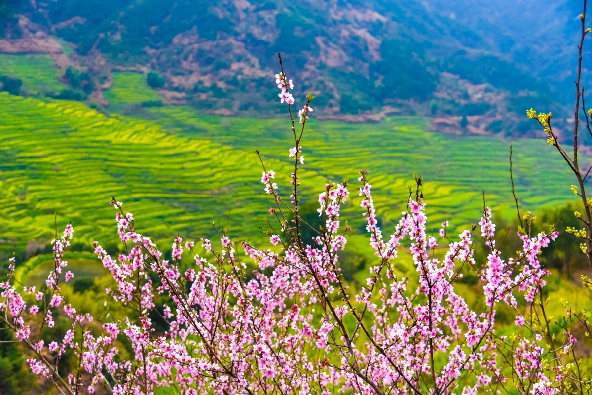 江西婺源春日油菜花已盛开篁岭梯田花海初具观赏规模