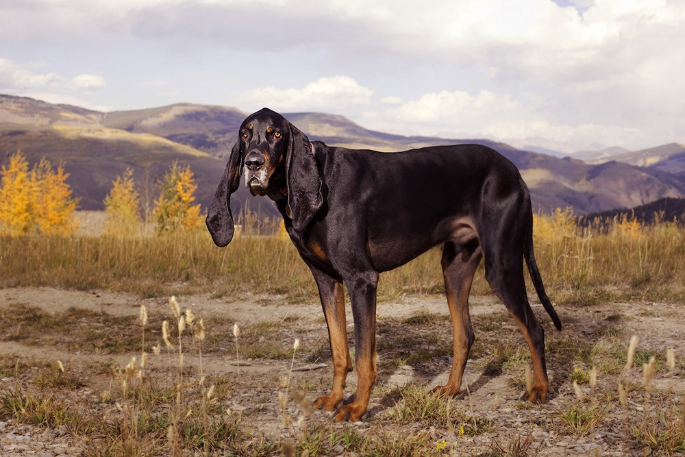 Harbor：最长狗耳朵世界纪录保持者，美国科罗拉多州维尔市。