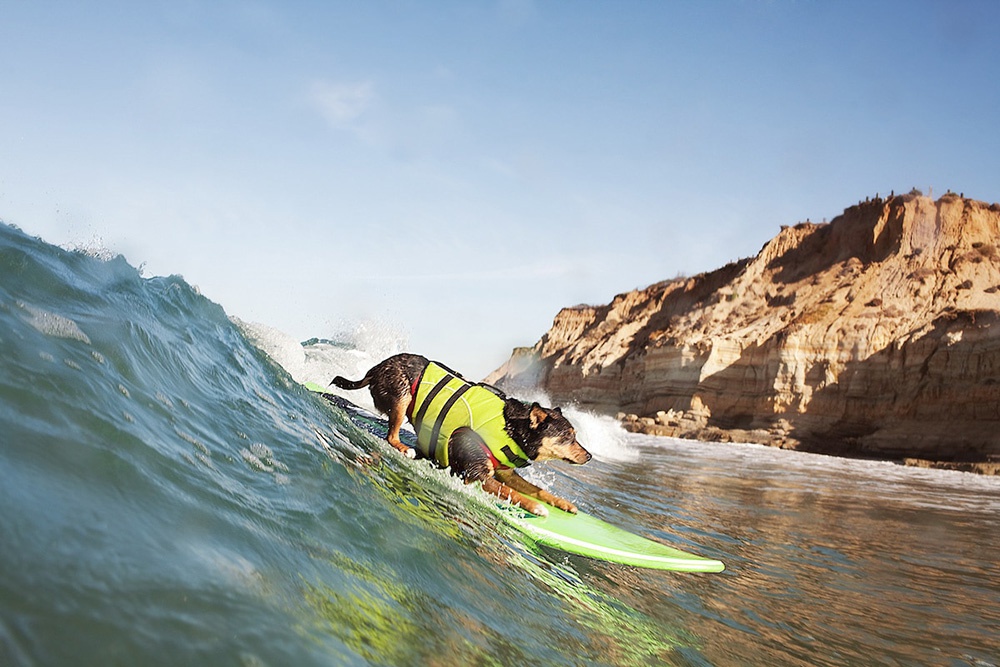 Abbey：冲过最长的浪的狗世界纪录保持者，美国加州圣地亚哥。
