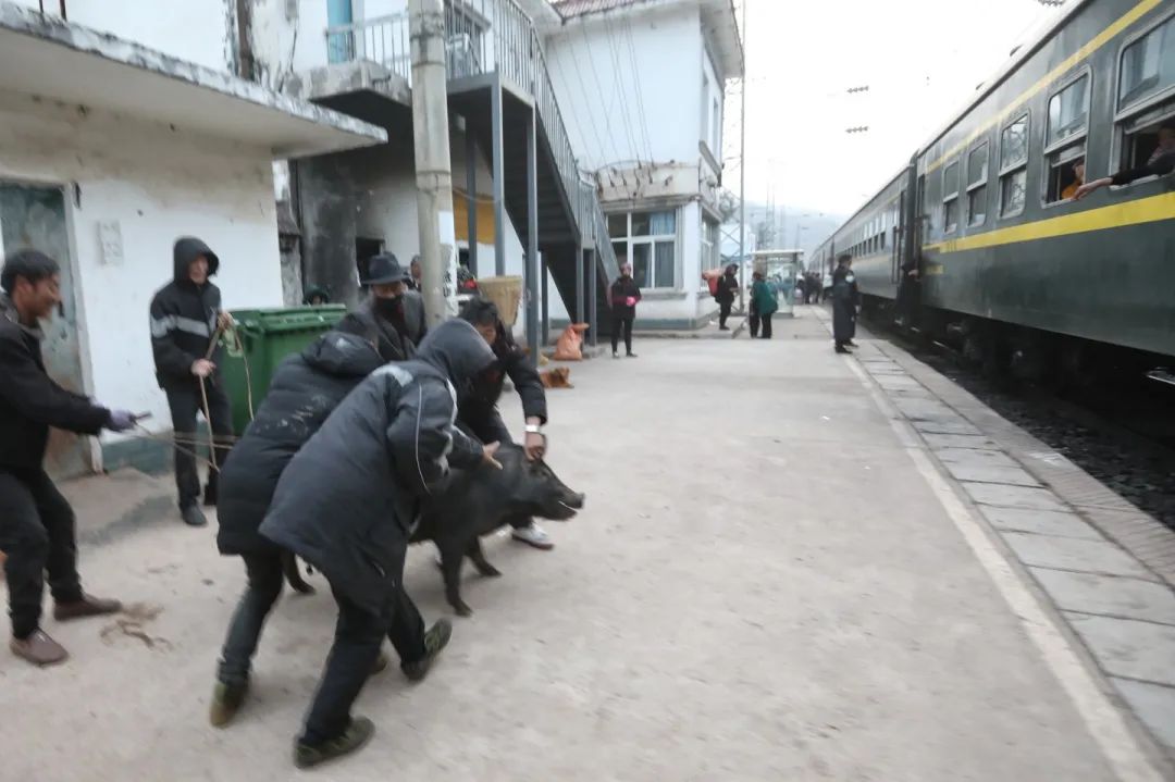 2月27日，5633次列车停靠尼波站，乘客赶着一头猪上了火车。5633/5634次列车上设有专门的货物车厢，乘客可以免费放置物品，通常，大型的牲畜，家禽，会被带往货物车厢。新京报记者 王嘉宁 摄