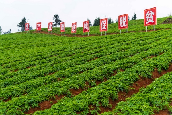 早春时节,在锦屏县三江镇菜园村便团林场铁皮石斛种植示范基地里,农户