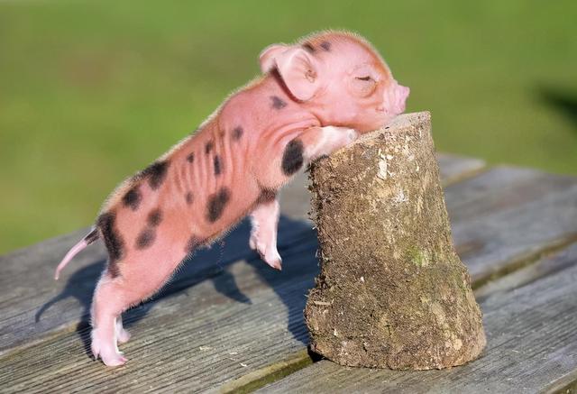 英国农场记录下微型小猪样子十分可爱迅速在网络爆红