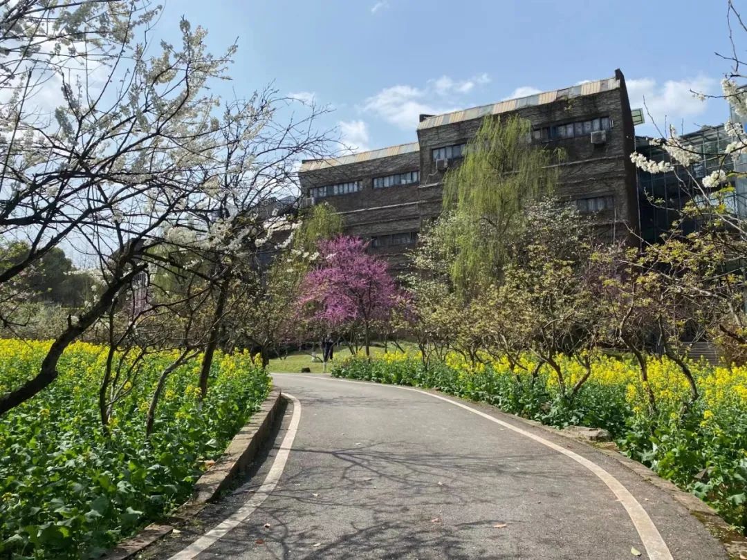 重庆第二师范学院图书馆前李花疏淡教学楼小径绿意盎然树枝上萌发的