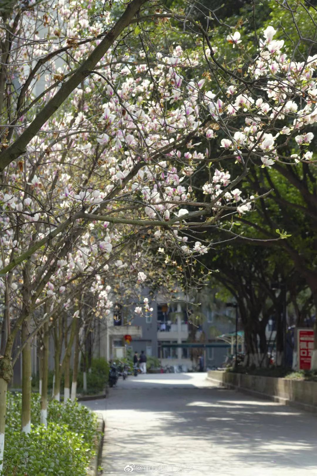 重庆春天美景图片图片