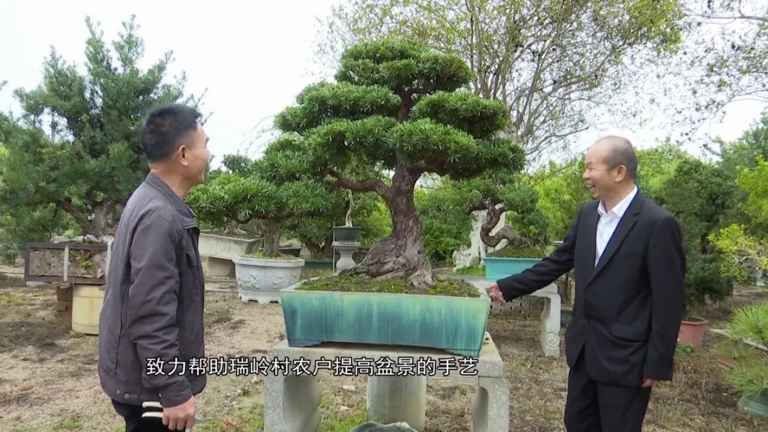 乡村振兴 | 150多万的罗汉松树惊艳亮相!就"藏"在广州这个盆景小镇