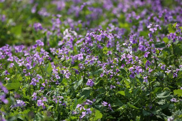 南京中山植物园的二月兰/秦亚龙摄