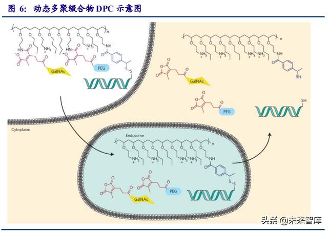 医药行业专题研究报告 小核酸优质赛道分析 财经头条