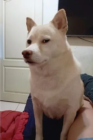 不过铲屎官也表示,这货只是表情比较丰富,并不是真的生气了.