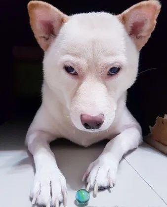 "日常生活里这种臭脸就更多了:晚上不拿着肉干回来,就别想进门的既视