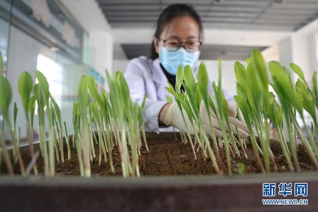 在辽宁东亚种业有限公司种子质量检测中心，工作人员查看玉米种子发芽实验结果（2020年3月16日摄）。新华社记者 杨青 摄