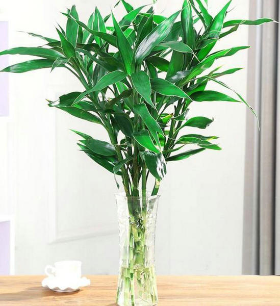 富贵竹的生根之道其实很简单10年都不黄叶烂根