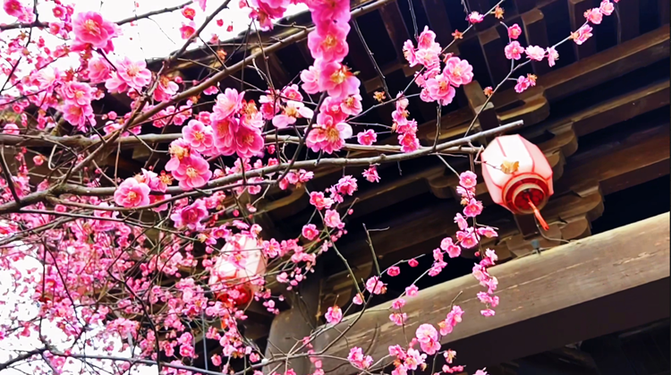 滨河公园梅花竞相绽放.