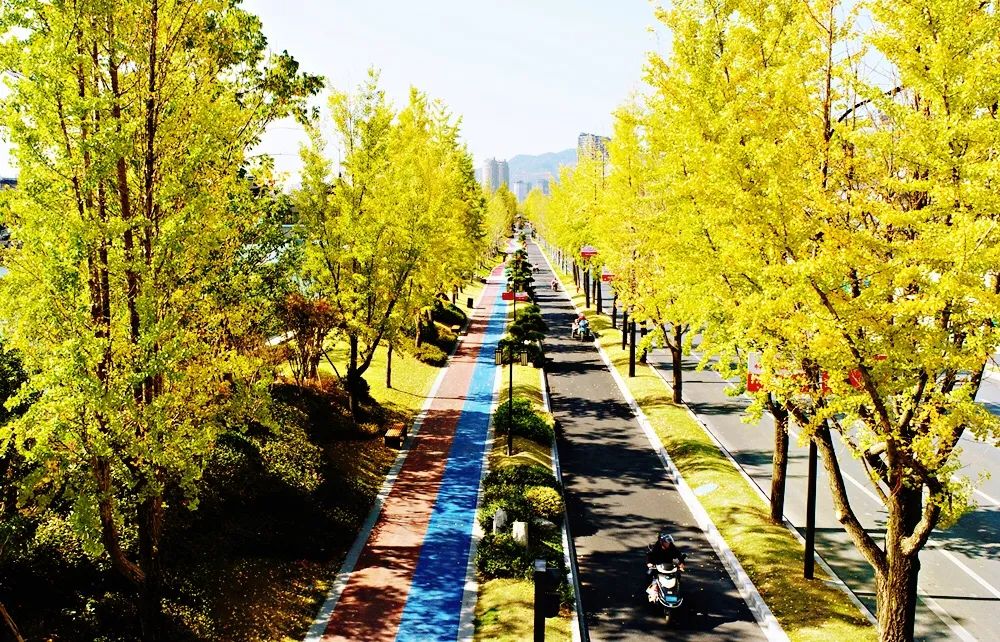 二十世纪九十年代,苕溪北街(时称青年路)临水路至临天路段,遍植银杏